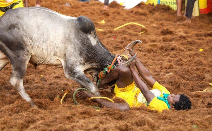 Alanganallur Jallikattu begins amid grand celebrations in Madurai