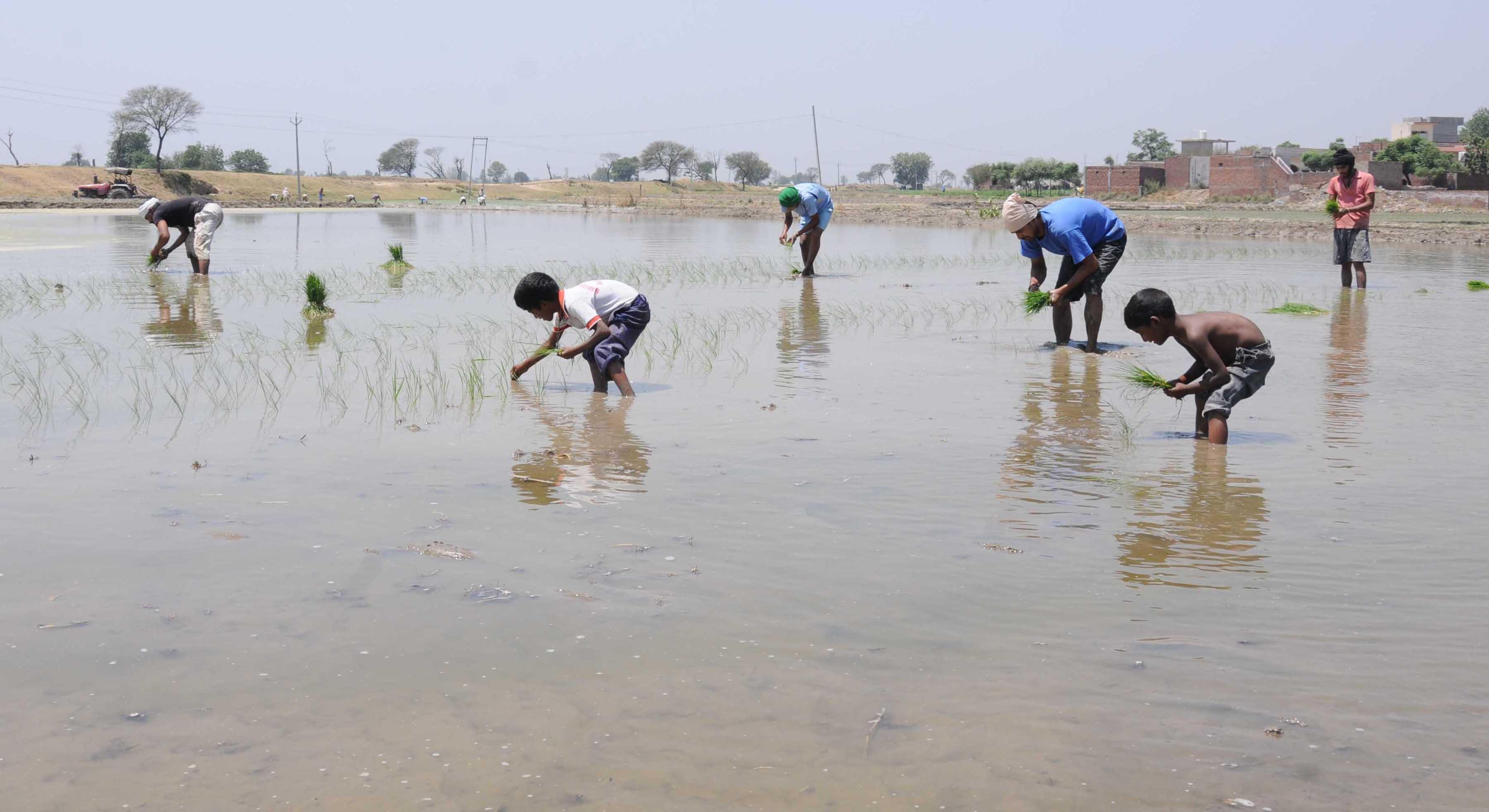 Adequate seed stock available for upcoming sowing season: Govt
