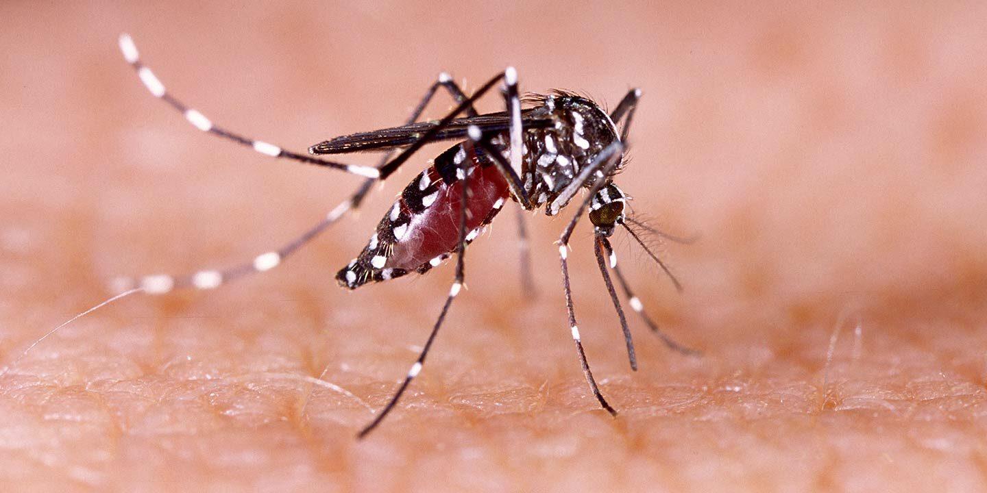 Dengue cases in Manipur mounts to 5,502 despite declining outbreak intensity