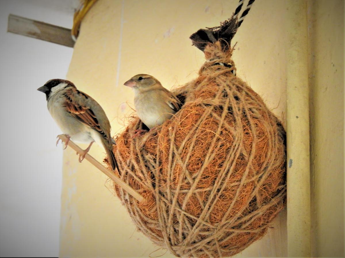 Amrit Suryavanshi creates 150 bird nests