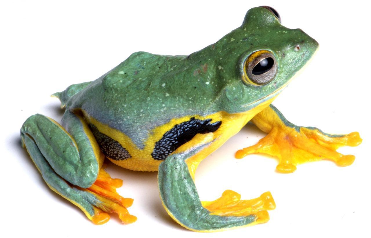 Vibrant aquatic and reptile life thrives along and beneath iconic grasslands of Assam’s Kaziranga National Park