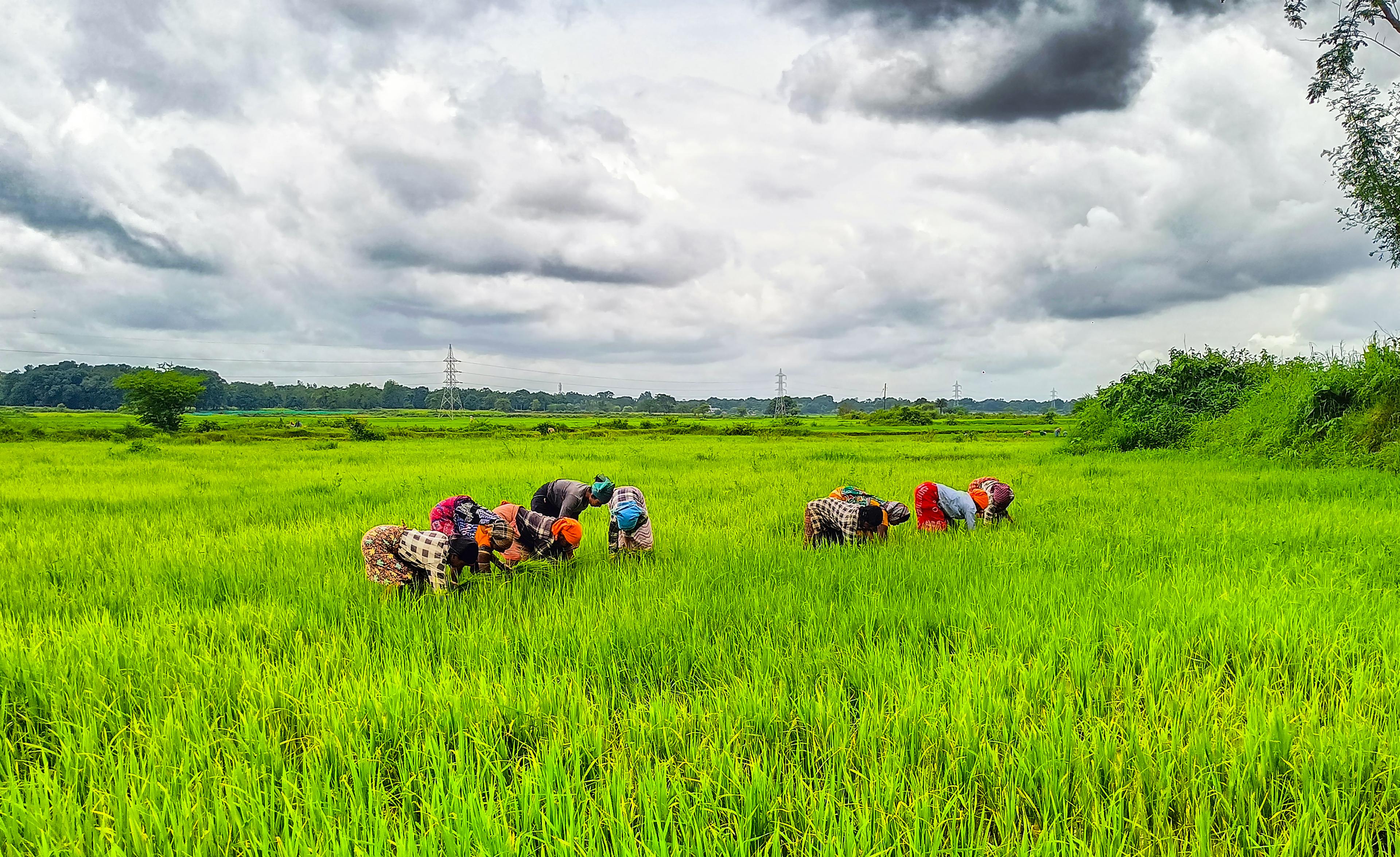 India supported farmers with policy support, market safeguards: Report