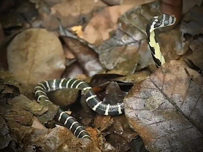 King Cobra hatchlings released in Andhra forest under conservation initiative