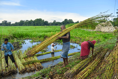 'MSP hike for raw jute - a major boost for West Bengal's jute farmers': BJP