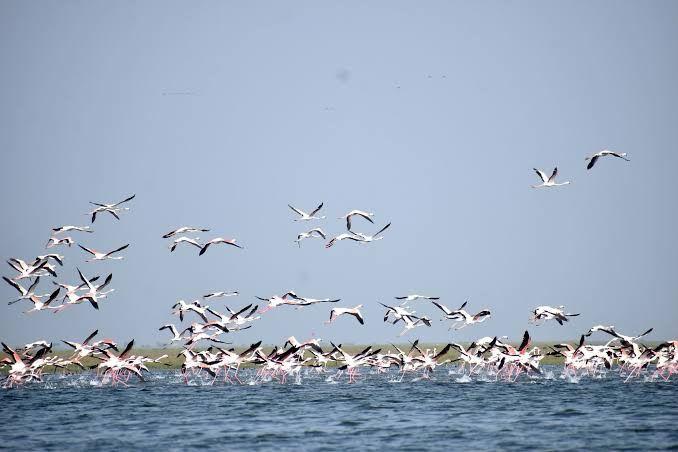 New spots emerge as roosting, breeding grounds for migratory birds in Chennai