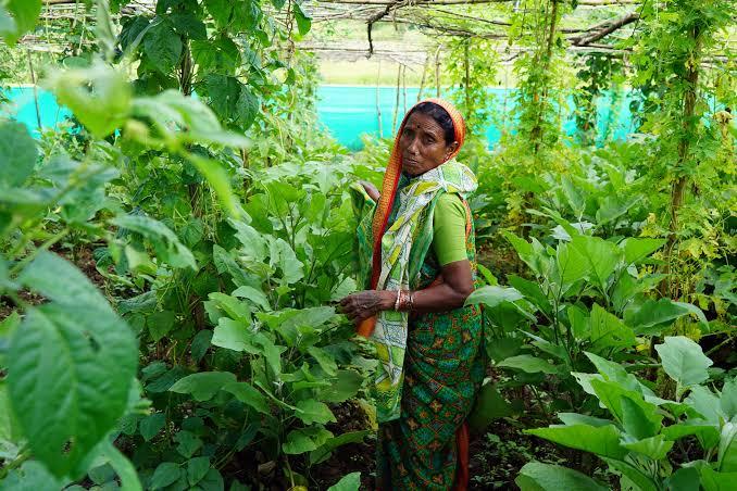 Agroecological homesteads boost women’s incomes, nutrition in Central India: Report