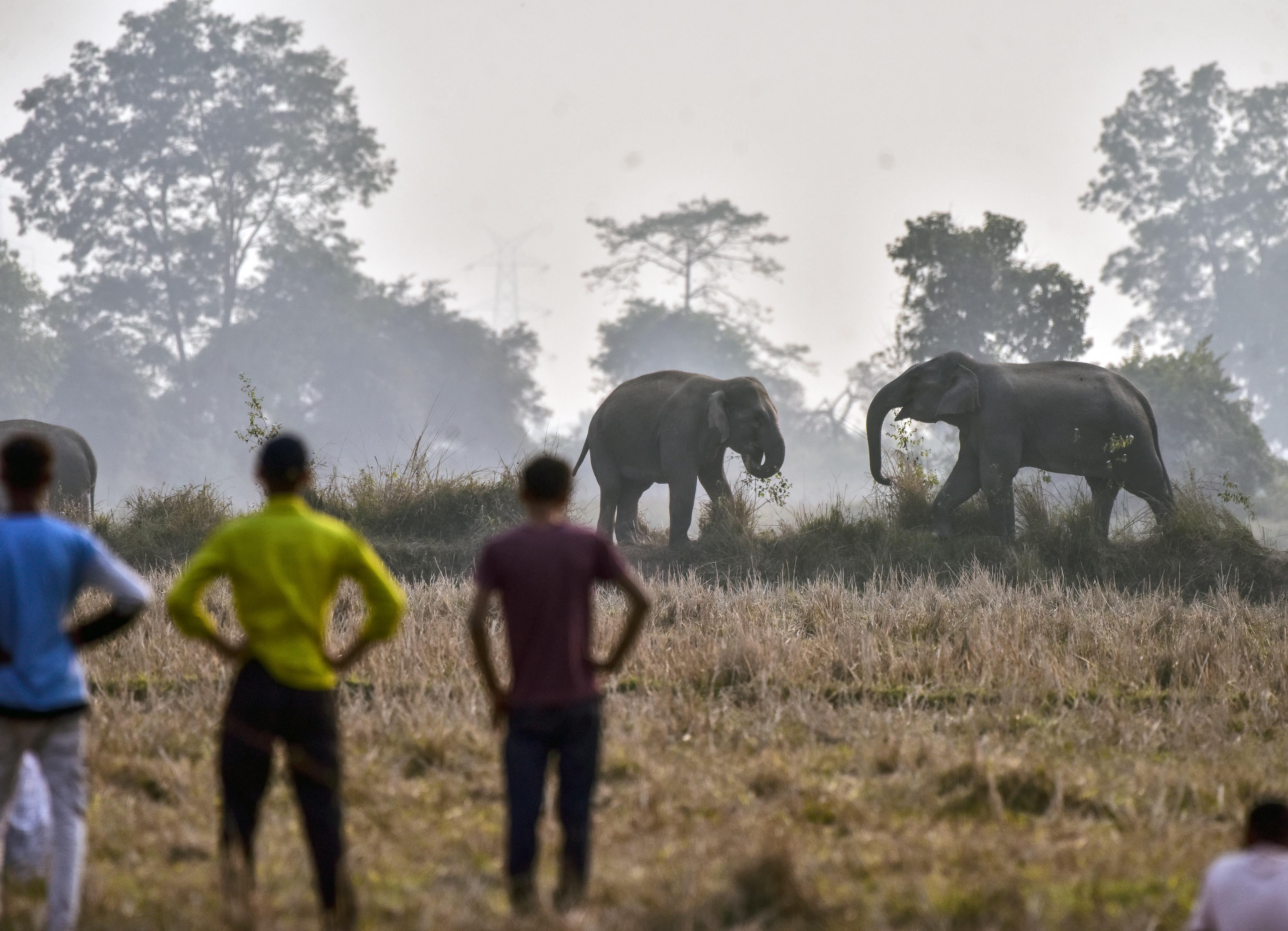 One killed as wild elephants raid Nawada in search of food
