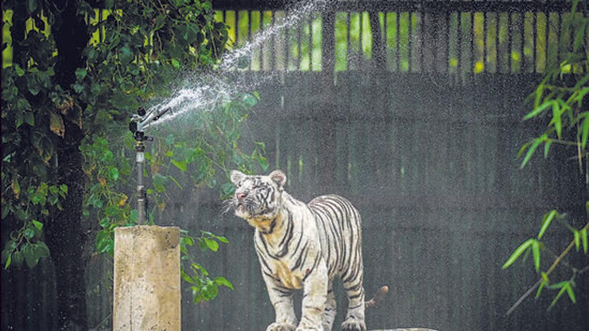 UP Campaign Aims to Safeguard Forests