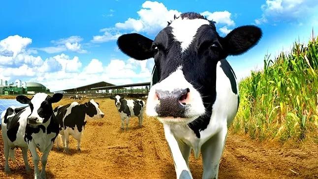 India continues to hold top position in global milk production