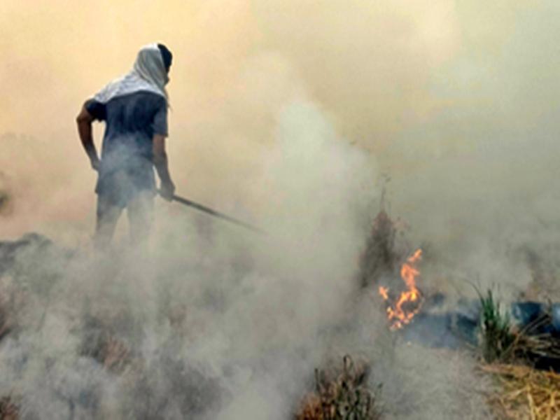 Haryana giving sustained push to curb stubble burning: Official