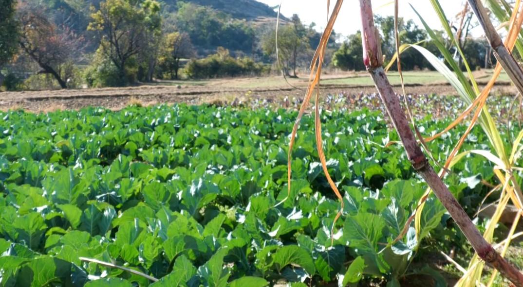 Rain Brings Relief to Farmers in Udhampur