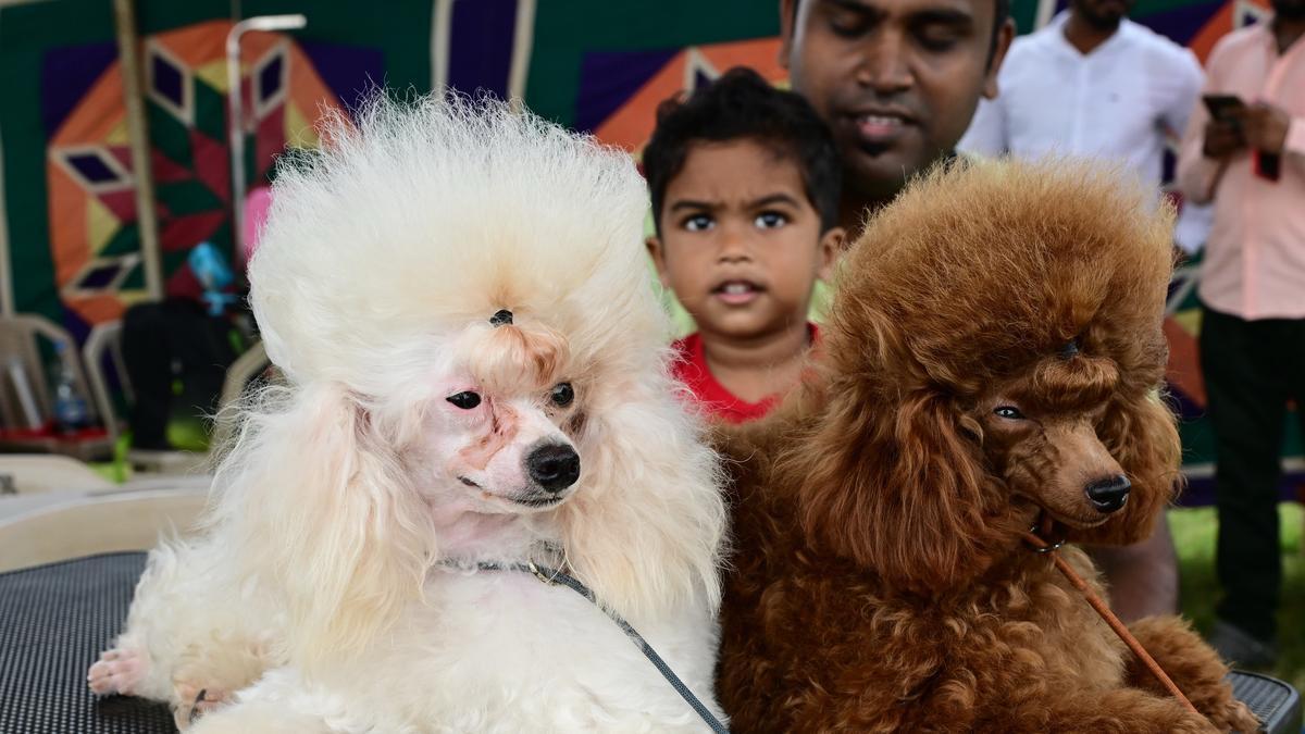 TN: Chennai registers nearly one lakh pet dogs