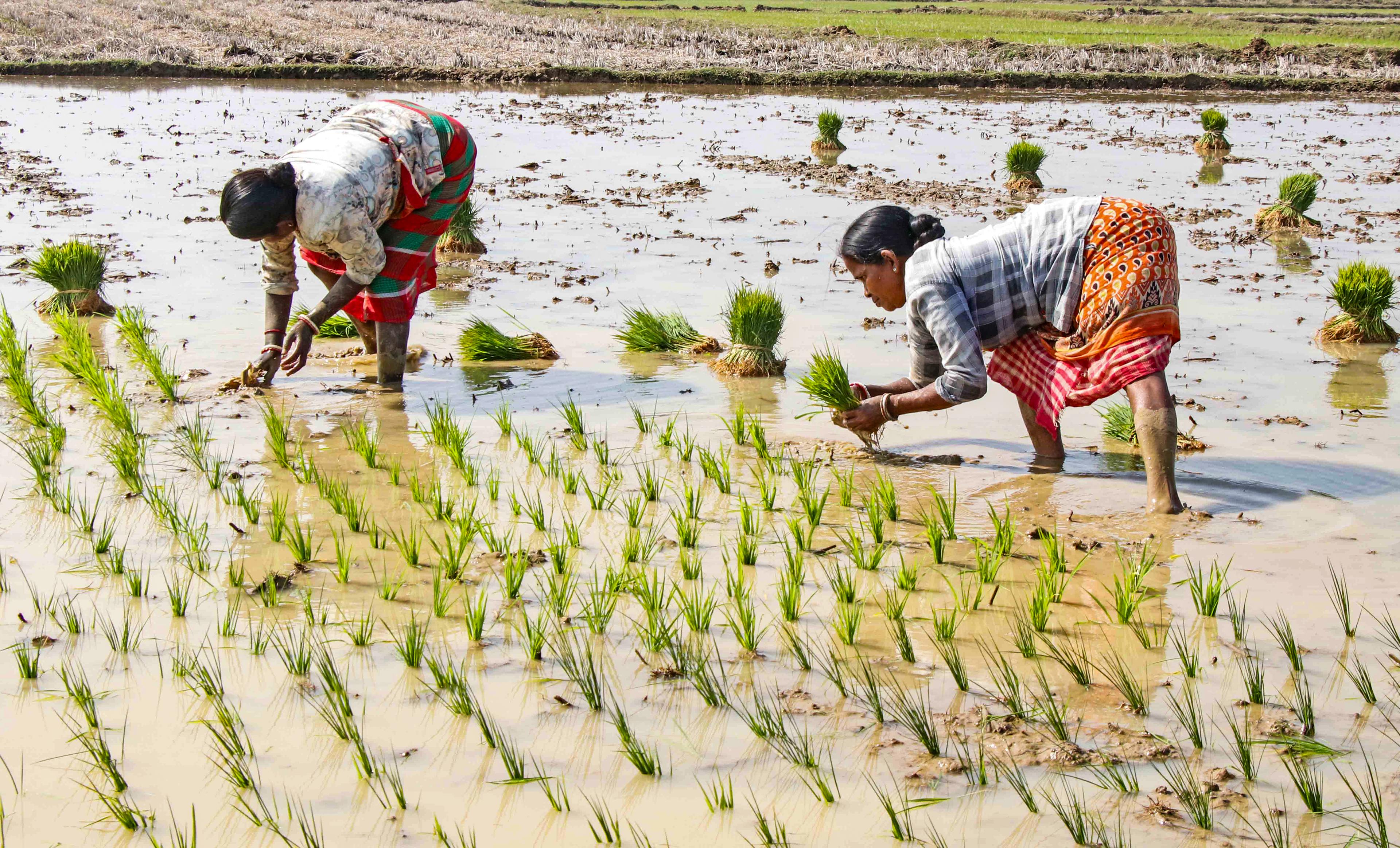 Total sown area in ongoing summer season crosses 36.2 lakh hectares: Govt