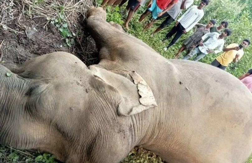 Four elephant deaths in 35 days raise alarm in Jharkhand's Kolhan division