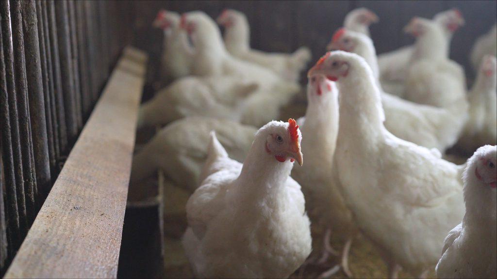 Japan reports avian influenza outbreak in Hokkaido