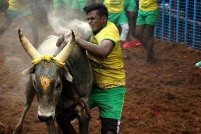 TN bull owners seek fulfillment of DMK poll promises as Jallikattu season approaches