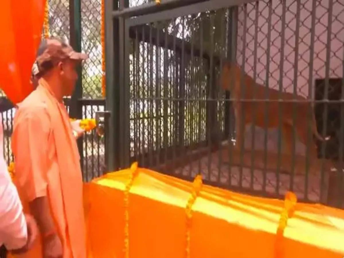 CM Yogi Releases Asiatic Lion Pair 'Bharat' And 'Gauri' In Gorakhpur Zoo