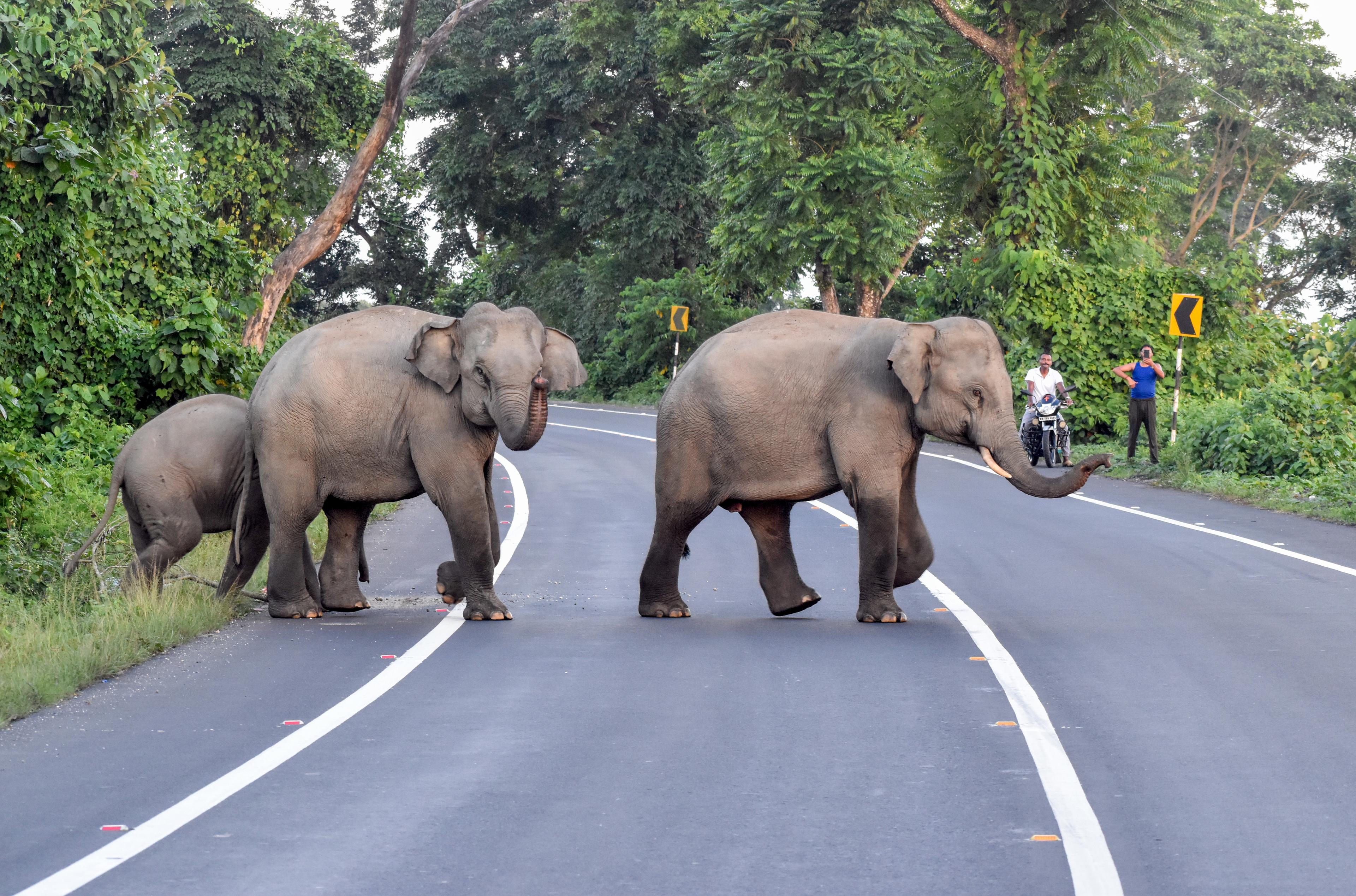Odisha CM Majhi calls for global collaboration to ensure peaceful human-elephant coexistence
