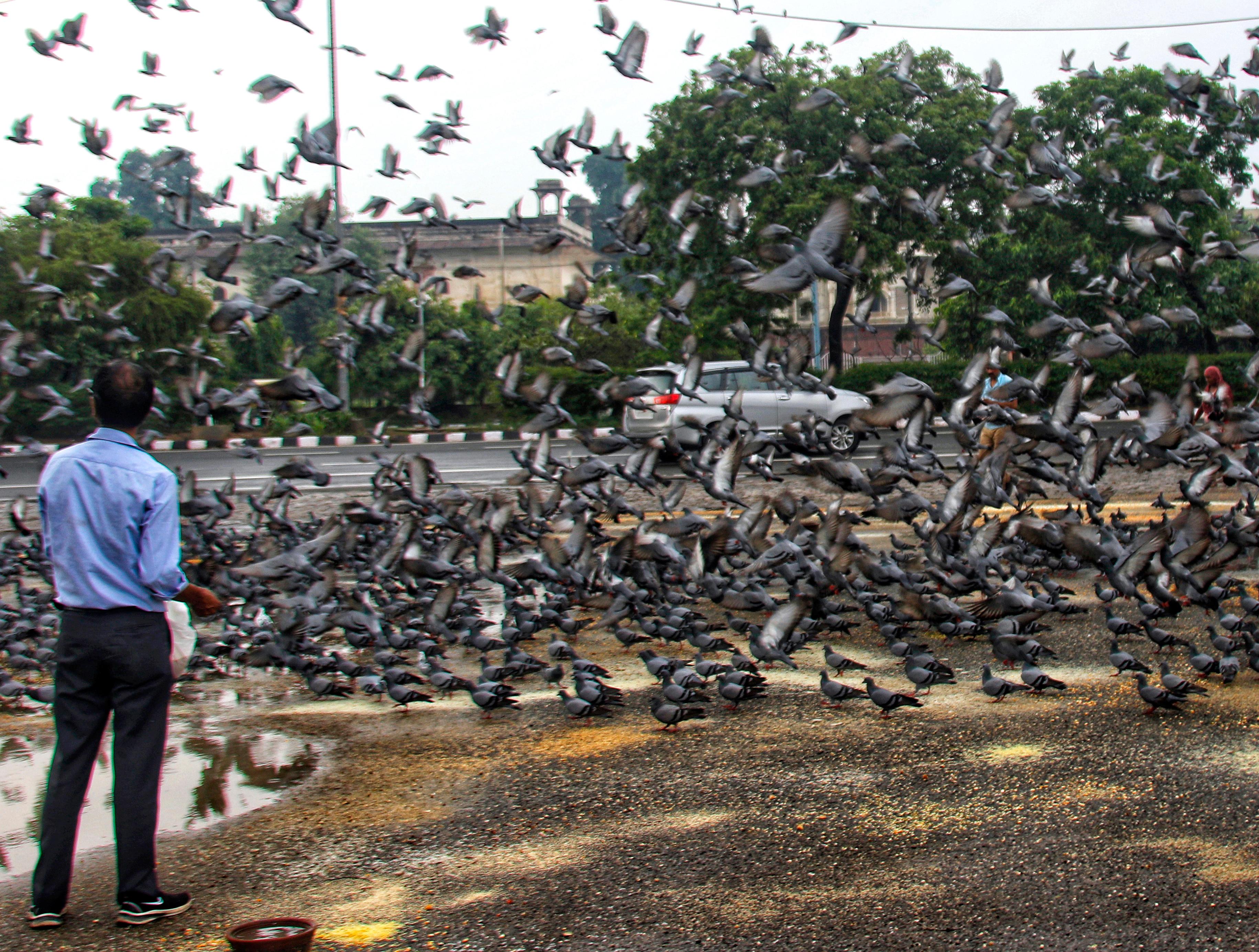 Practice of feeding pigeons on footpaths in Delhi comes under NGT scanner
