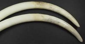 Days on, no breakthrough in Pangode Military Camp tusks theft