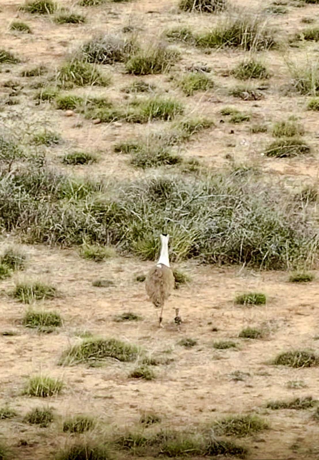 Rare Great Indian Bustard chick born in Gujarat following advanced wildlife initiative