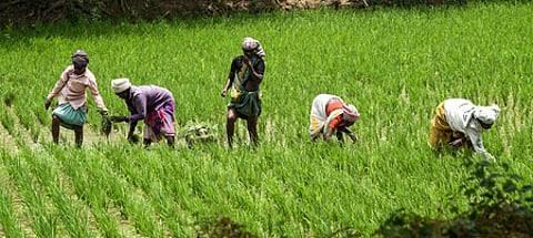 TN delta farmers pin hopes on Samba paddy cultivation after Kuruvai paddy season success