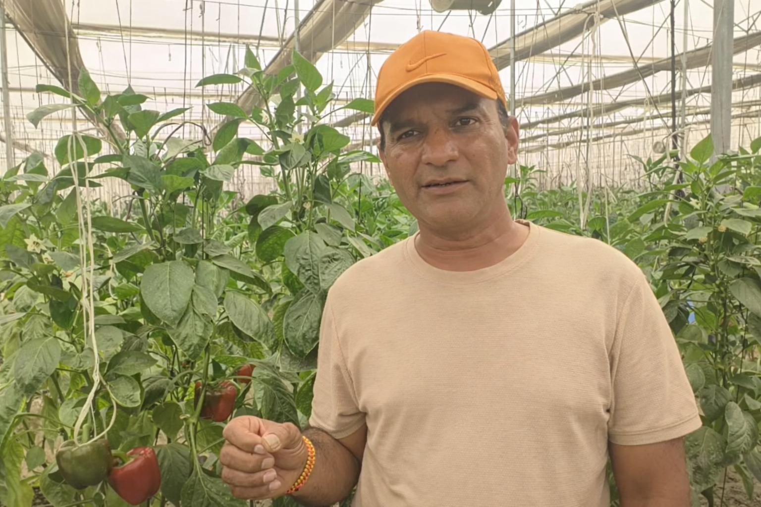 NHM-backed polyhouse farming boosts farmers’ income, creates rural jobs in UP’s Pilibhit