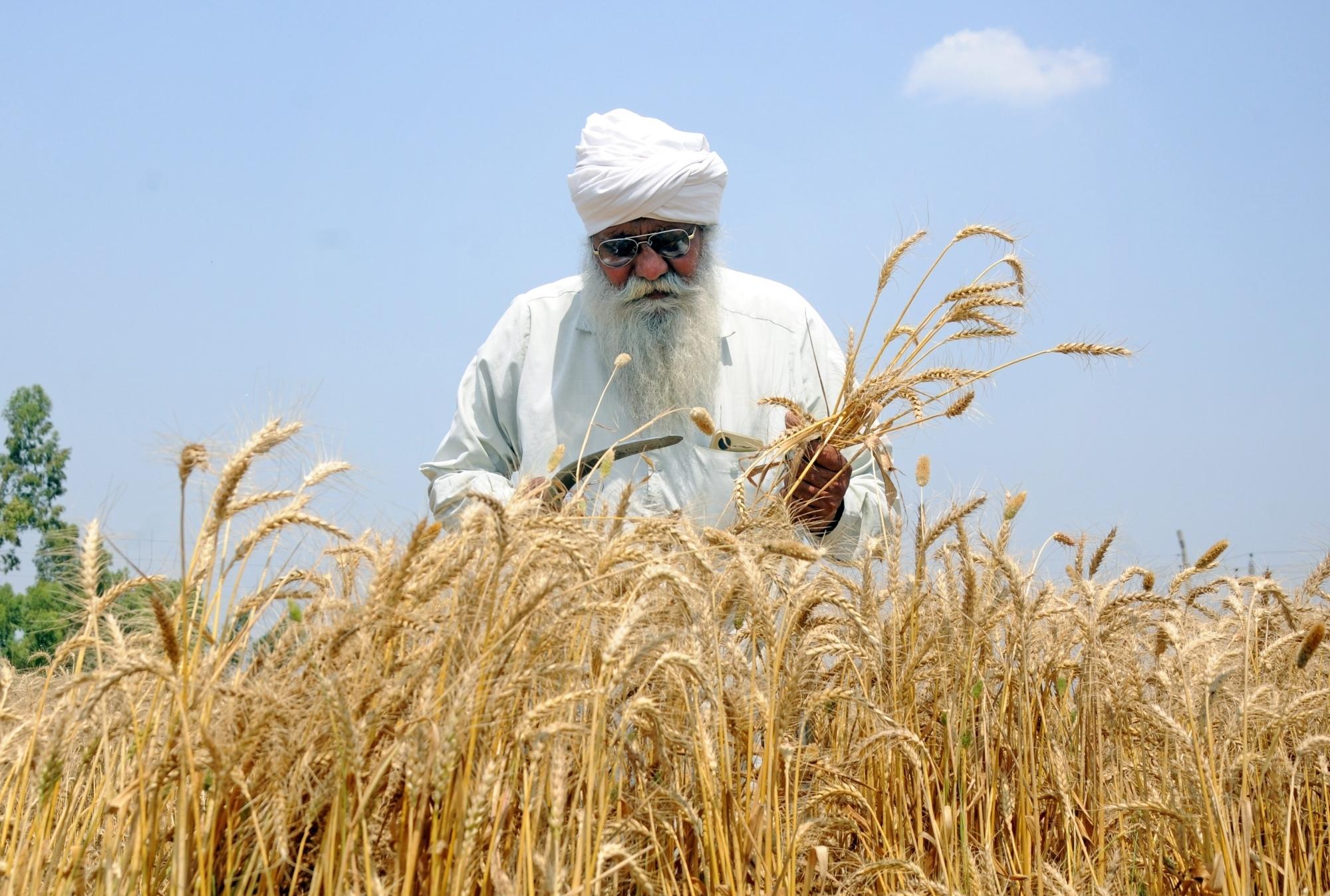 Gujarat sees record Rabi sowing as farmers expand wheat, gram, maize cultivation