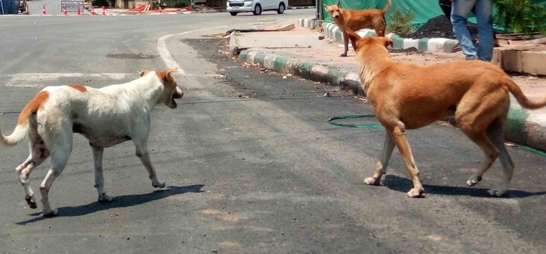 3-judge SC bench to hear afresh issue of strays in Delhi-NCR
