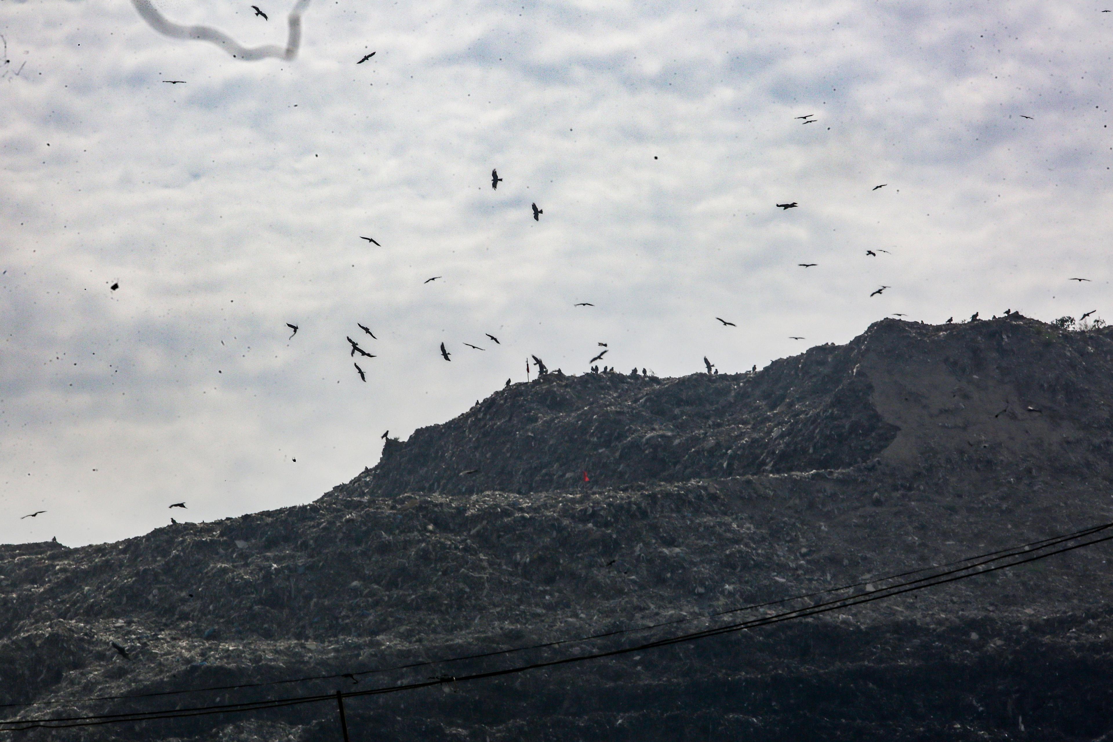 Delhi processes only 64 pc of daily waste, rest dumped at Bhalswa, Ghazipur landfills: CPCB tells NGT