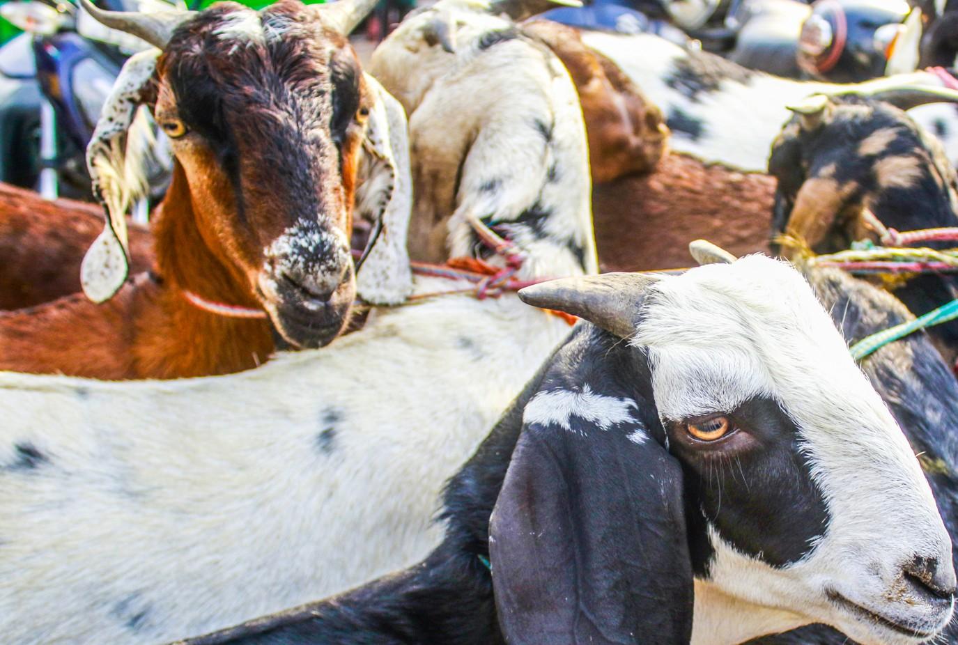 Bihar: Robbers posing as police steal goats purchased under CM’s scheme