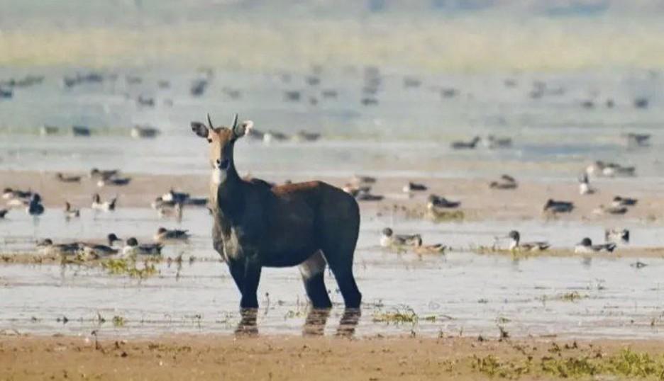 Gujarat: Chhari-Dhand wetland draws foreign visitors from over 52 countries
