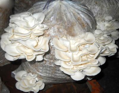 Australian woman found guilty of murdering three family members with poisonous mushrooms