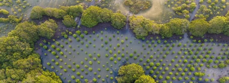 UN recognises World Restoration Flagships in three continents