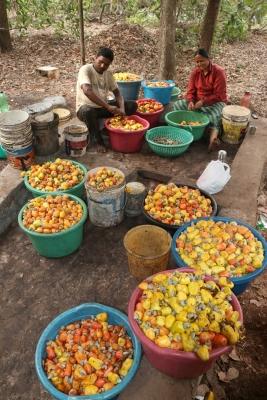 Cashew farmers in TN's Nagapattinam face 50 pc yield loss due to unseasonal rains, pests