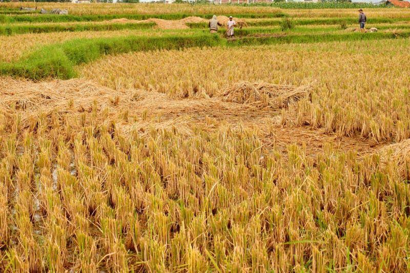Server glitches, procedural issues delay crop loan processing in Coimbatore