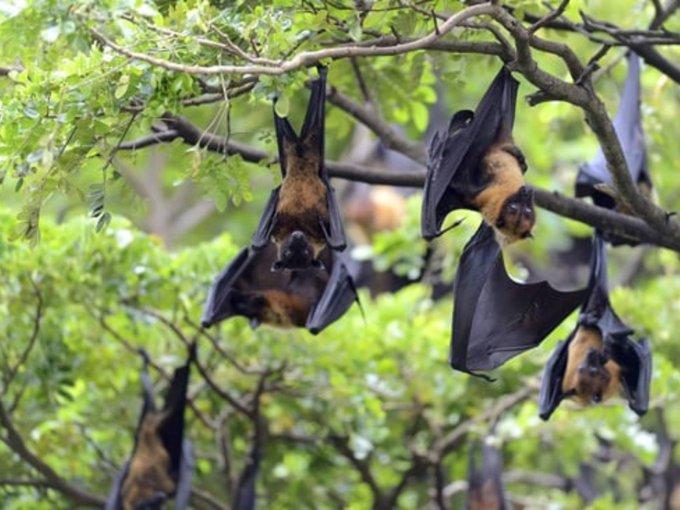 Japanese researchers to begin human trial for Nipah vaccine in April