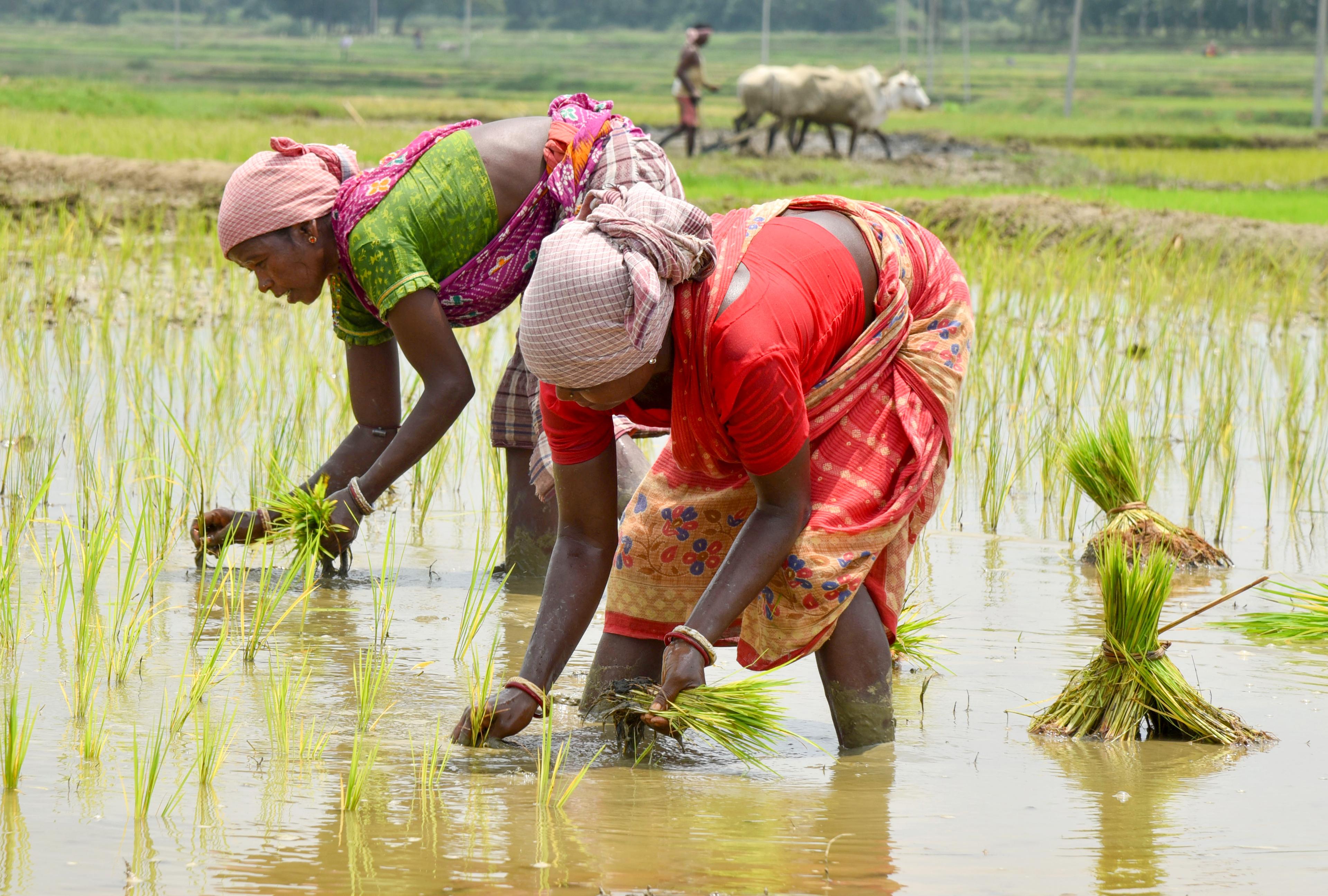 ‘BHARATI’ to empower 100 agri-food startups, target $50 billion exports by 2030