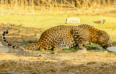 Leopard kills pet dogs, evades capture in TN's Nilgiris