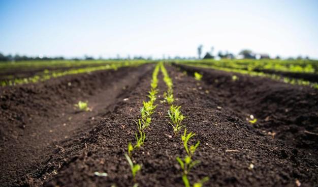 Australian scientists trial volcanic rock for sustainable farming