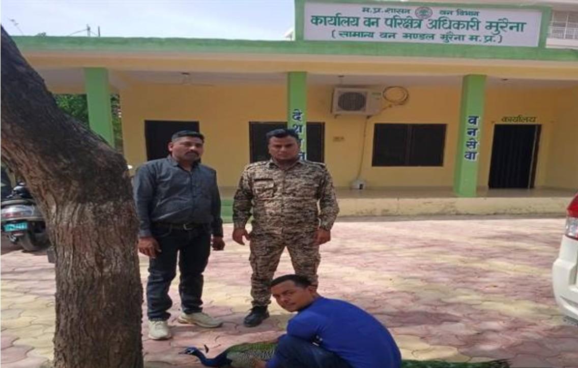 Quick police response ensures timely medical aid to injured peacock in MP's Morena