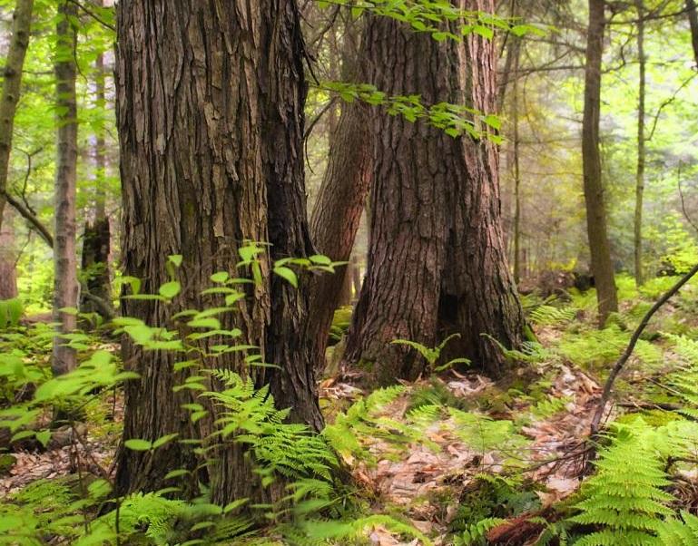 MP forest cover grew by 1390 sq km in last two decades