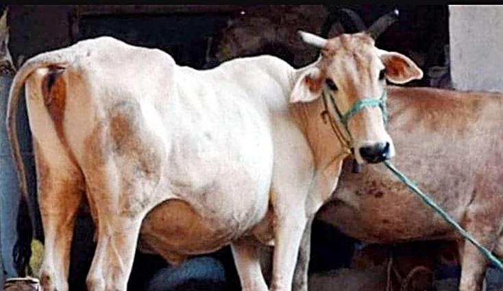 Haryana rights panel expresses concern over tying cattle in public streets