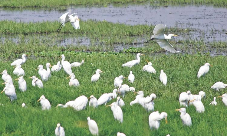 CMDA halts building permits around Pallikaranai marshland after NGT order