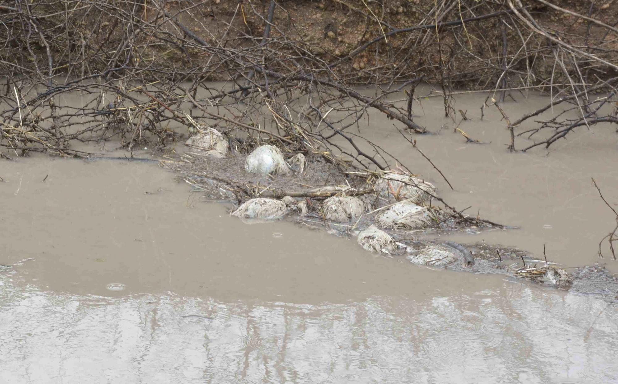 Climate, wildlife key predictors of bird flu outbreaks in Europe: Study