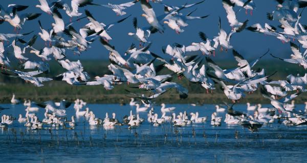 A Winter Sanctuary for Migratory Birds and Tourism Hub