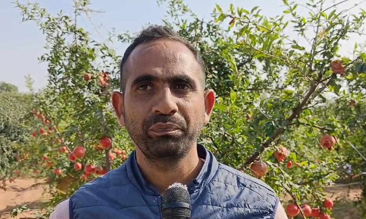 Rajasthan: New pomegranate varieties hold promise on rising farmers’ income