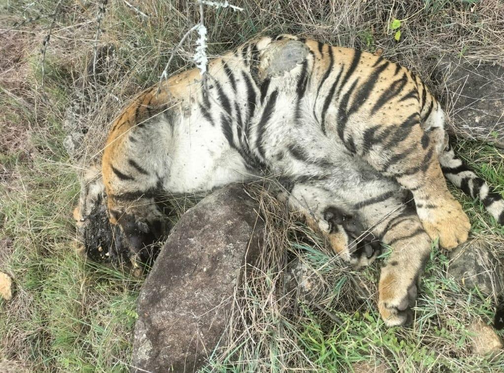 Death of 5 tigers: Three arrested for poisoning big cats in revenge for cow's killing (Ld)