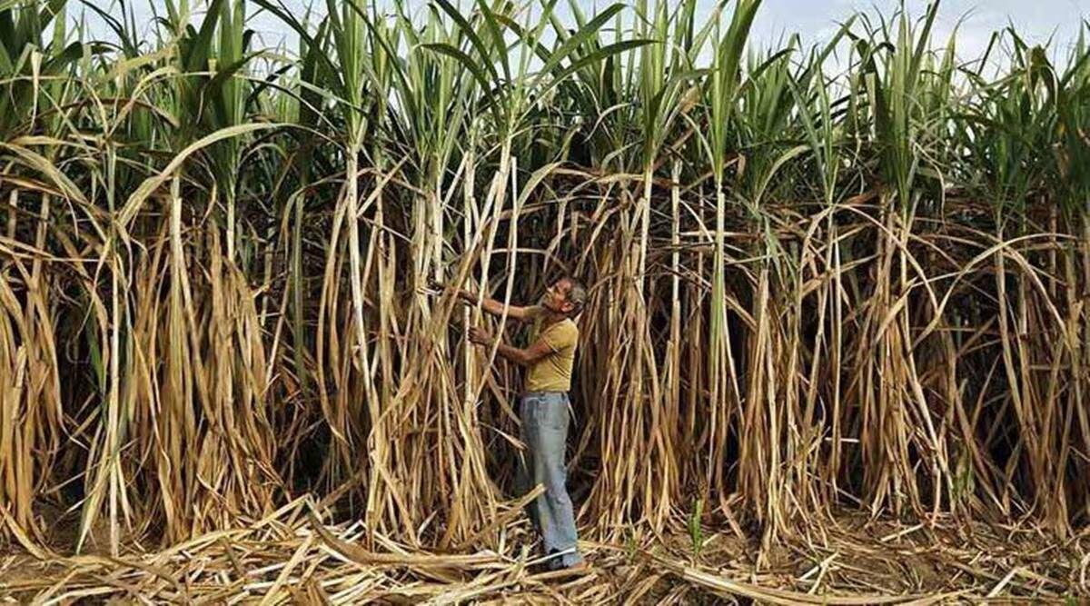Punjab Leads with Highest Sugarcane Price