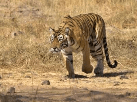 Elusive tiger continues killing cattle in Telangana's Siddipet district